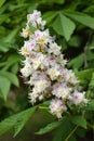 Chestnut tree, white and pink tree flowers, close up view of branch with green leaves Royalty Free Stock Photo