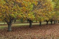 Chestnut trees in Autumn in Bright Australia