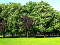 Chestnut trees in blossom