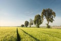 Chestnut trees on a grain field at sunrise