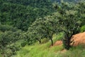 Chestnut trees in a mountain slope