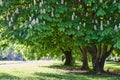 Chestnut trees in park