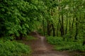 Chestnut trees and path in the spring forest after the rain. Fresh spring foliage background Royalty Free Stock Photo