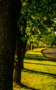 Chestnut trees by the street, green alley with medium size trees casting shadows, golden hour by the park, empty street