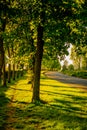 Chestnut trees by the street, green alley with medium size trees casting shadows, golden hour by the park, empty street