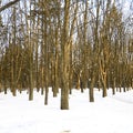 Chestnut trees under the snow Royalty Free Stock Photo