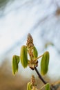 Chestnut unfurling new leaves during an early spring with soft, ephemeral light