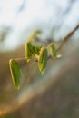 Chestnut unfurling new leaves during an early spring with soft, ephemeral light