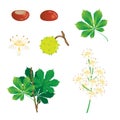 Chestnut vector illustration elements collection, seasonal floral design nature objects set, leaves,chestnuts and blooming flowers Royalty Free Stock Photo