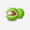 Chestnut vector illustration. Healthy organic vegeterian food.