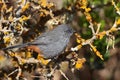 Chestnut-vented Tit-Babbler Royalty Free Stock Photo