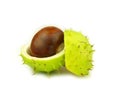 Chestnut very close