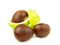 Chestnut very close