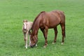 A chestnut warmblood mare with her palomino foal in a green meadow