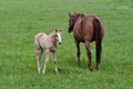 A chestnut warmblood mare with her palomino foal in a green meadow