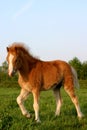 Chestnut welsh foal