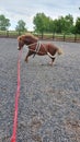 Chestnut welsh pony being schooled within equestrian arena with training aids showing bad attitude Royalty Free Stock Photo