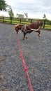 Chestnut welsh pony being schooled within equestrian arena with training aids showing bad attitude Royalty Free Stock Photo