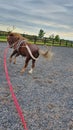 Chestnut welsh pony being schooled within equestrian arena with training aids showing bad attitude Royalty Free Stock Photo