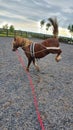 Chestnut welsh pony being schooled within equestrian arena with training aids showing bad attitude