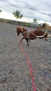 Chestnut welsh pony being schooled within equestrian arena with training aids showing bad attitude Royalty Free Stock Photo