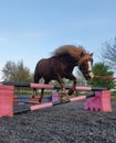 Chestnut welsh pony gelding jumping over pink jump on the lunge in equestrian arena with blue sky