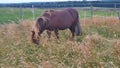 Chestnut welsh pony grazing in the long grass in summer on a livery farm Royalty Free Stock Photo