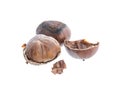 Chestnut, on white background