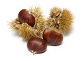 Chestnut