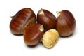 Chestnut Royalty Free Stock Photo