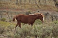 Chestnut Wild Horse with a White Blaze on His Face Royalty Free Stock Photo