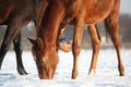 Chestnut young colt in the snow Royalty Free Stock Photo
