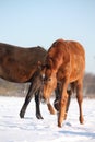 Chestnut young colt in the snow Royalty Free Stock Photo