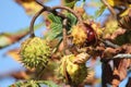 Chestnuts Royalty Free Stock Photo