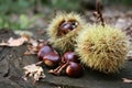 Chestnuts 2 Royalty Free Stock Photo