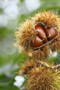 Chestnuts Royalty Free Stock Photo