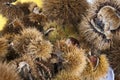 Chestnuts Royalty Free Stock Photo
