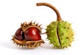 Chestnuts