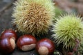 Chestnuts 4 Royalty Free Stock Photo