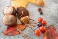 Chestnuts, acorn, autumn leaves and rowanberries