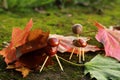 Chestnuts animals Royalty Free Stock Photo