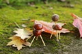 Chestnuts animals Royalty Free Stock Photo