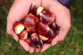 Chestnuts Royalty Free Stock Photo