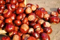 Chestnuts in the basket Royalty Free Stock Photo