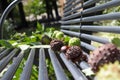 chestnuts on a bench in Verona, Italy