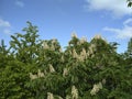 Chestnuts bloom against the sky Royalty Free Stock Photo