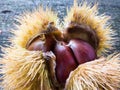 Chestnuts in a burr