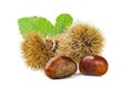 Chestnuts and chestnut bur. Royalty Free Stock Photo