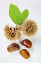 Chestnuts and chestnut bur. Royalty Free Stock Photo