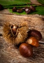 Chestnuts and chestnut bur. Royalty Free Stock Photo